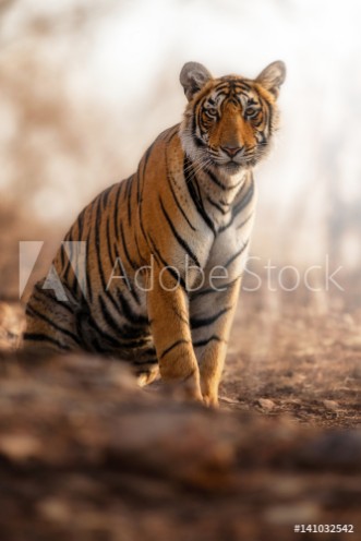 Picture of Young tiger female in a beautiful place full of colorwild animal in the nature habitatIndiabig catsendangered animalsclose up with tigress